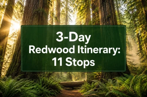 3-Day Redwood National Park Itinerary: 11 Stops You'll Regret Skipping
